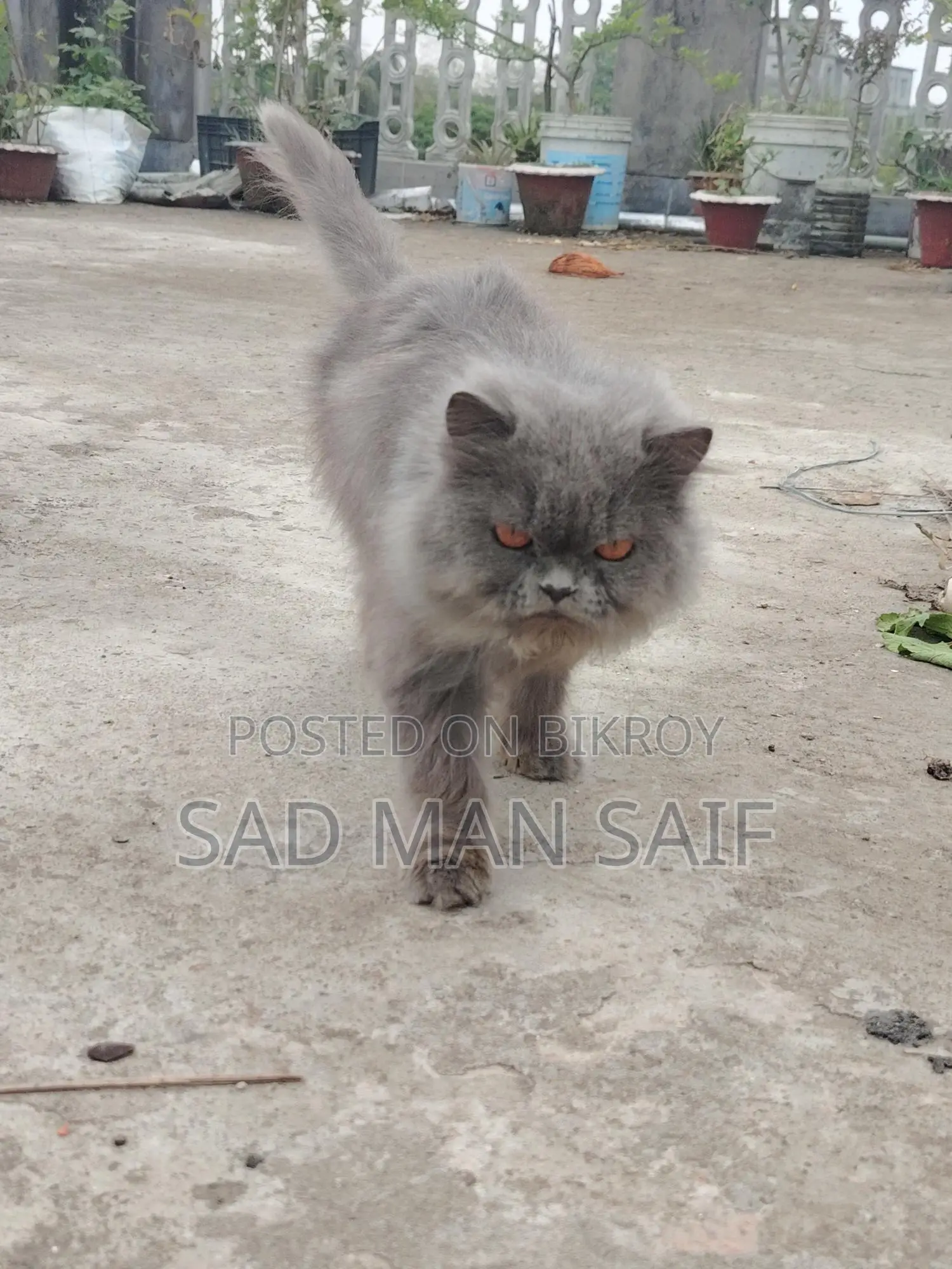 Persian Cat for Sale