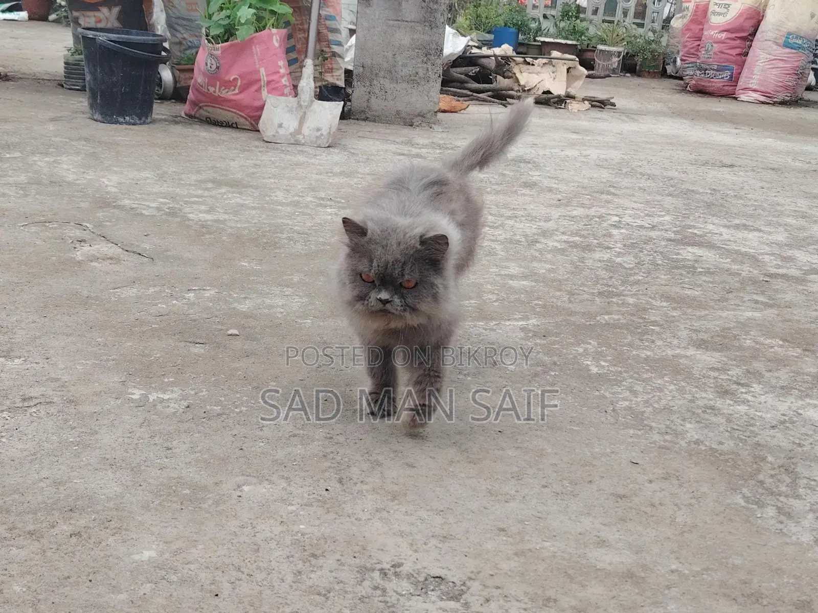 Persian Cat for Sale