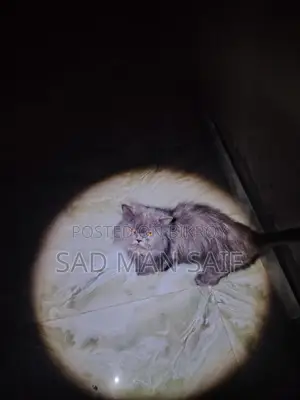 Persian Cat for Sale
