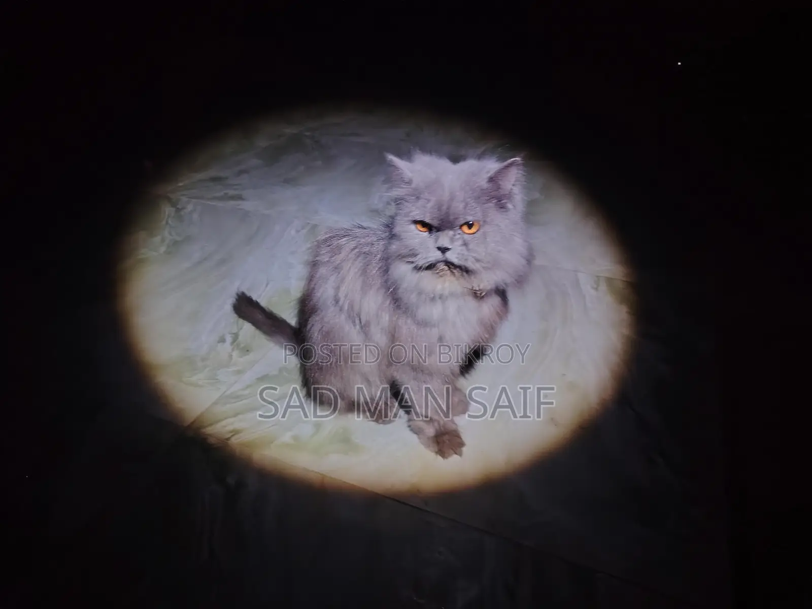 Persian Cat for Sale