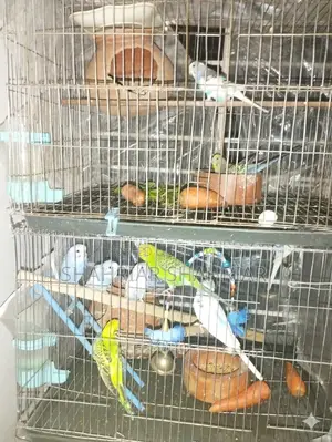 Budgie Birds