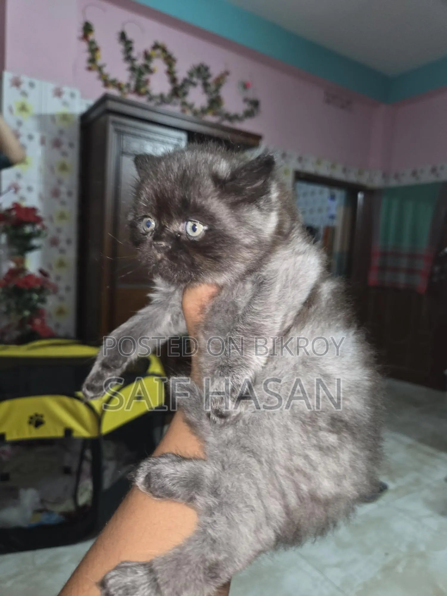 Persian kitten for sale