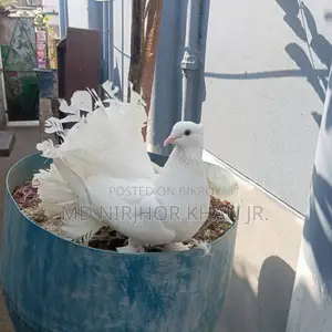 Lakha Female Pigeon