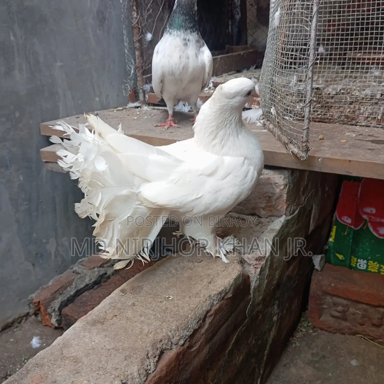 Lakha Female Pigeon