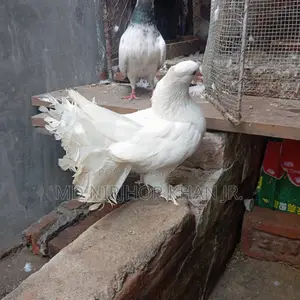 Lakha Female Pigeon