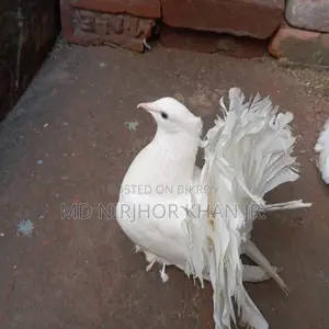 Lakha Female Pigeon