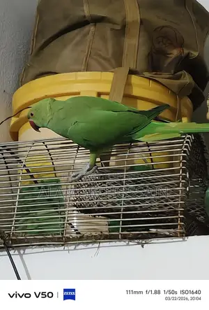Indian Ringneck Parrot
