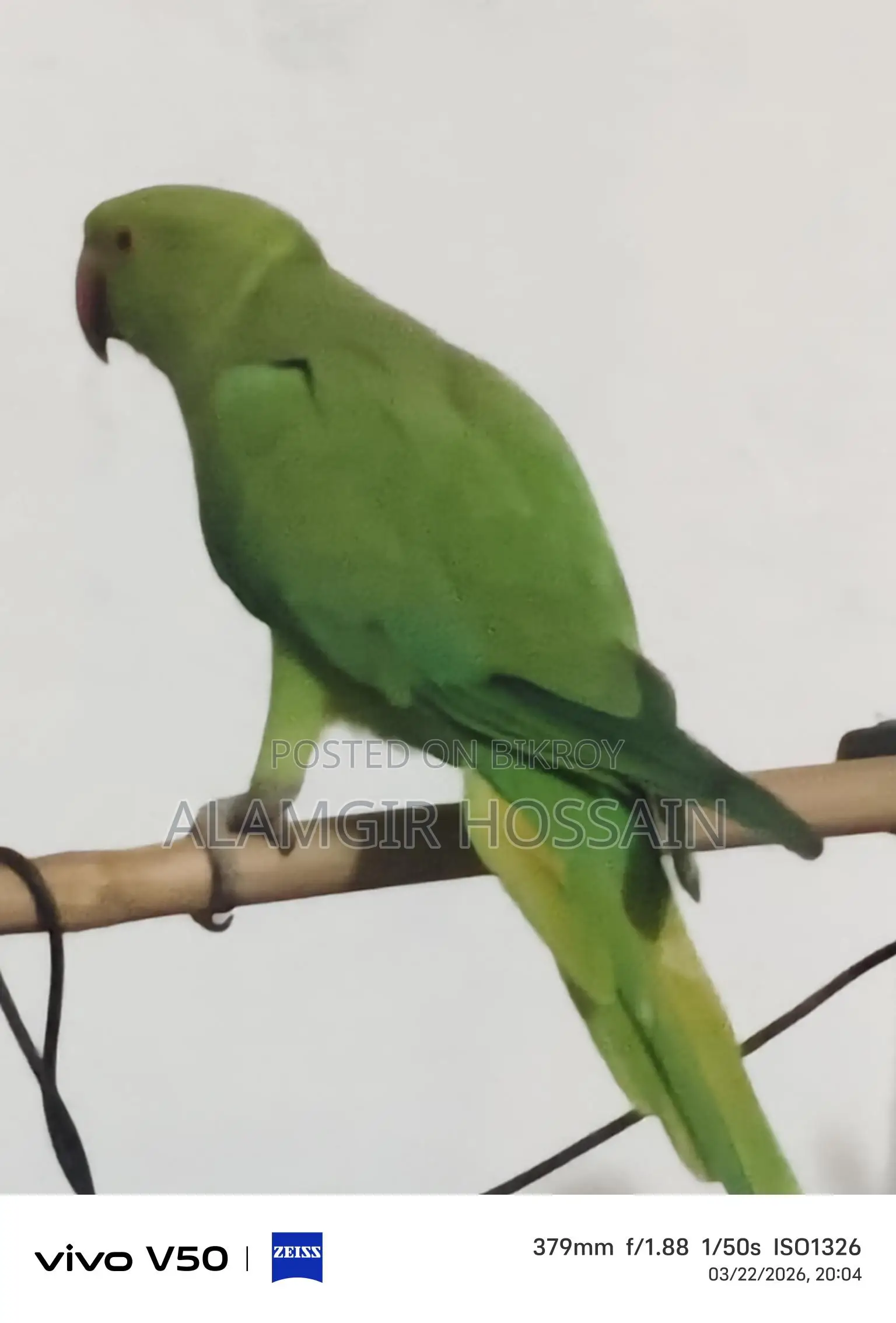 Indian Ringneck Parrot