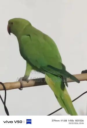 Indian Ringneck Parrot