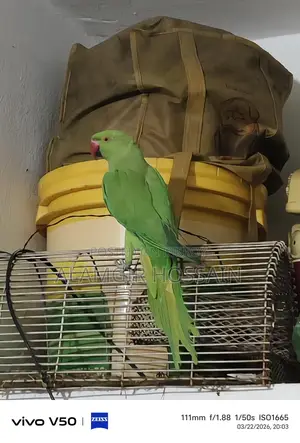 Indian Ringneck Parrot