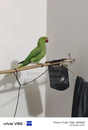 Indian Ringneck Parrot