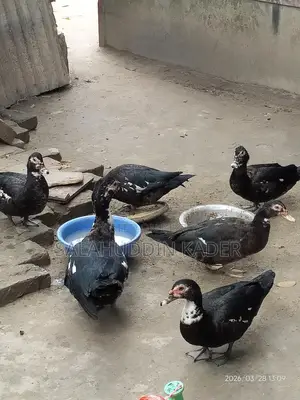 চিনা হাঁস
