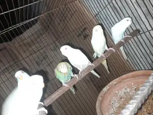 বাজিগর