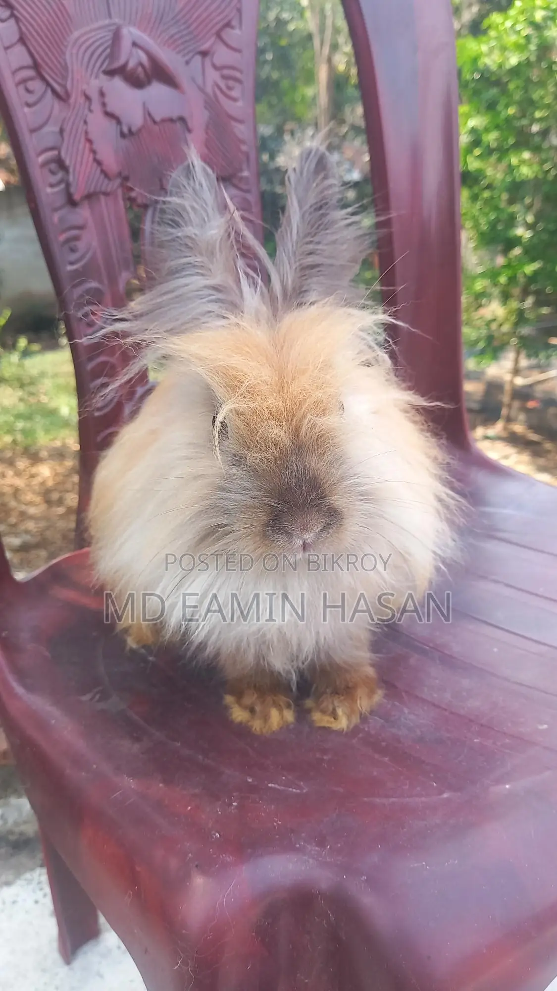 Buy Rabbits