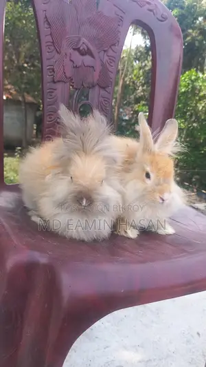 Buy Rabbits