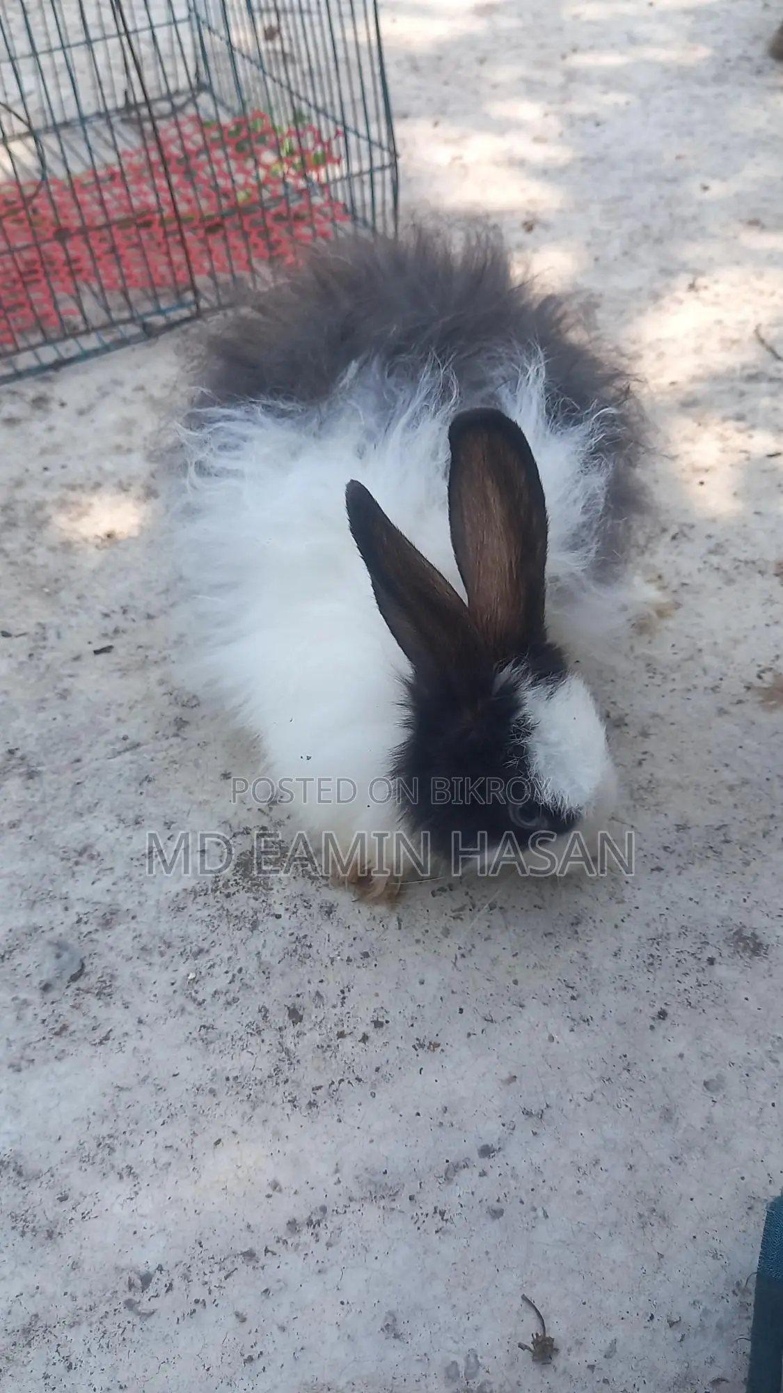 Buy Rabbits