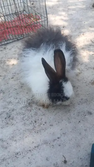 Buy Rabbits