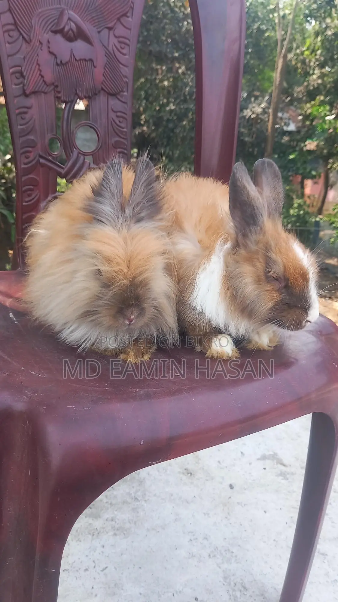 Buy Rabbits
