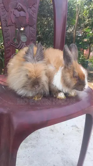 Buy Rabbits