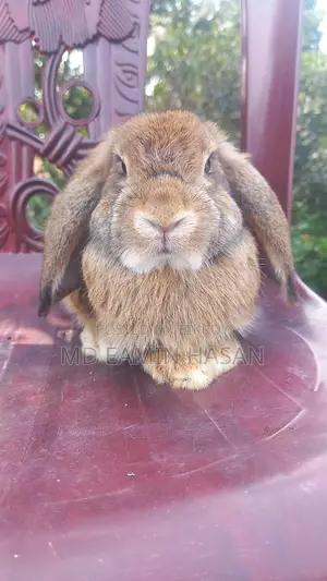 Buy Rabbits