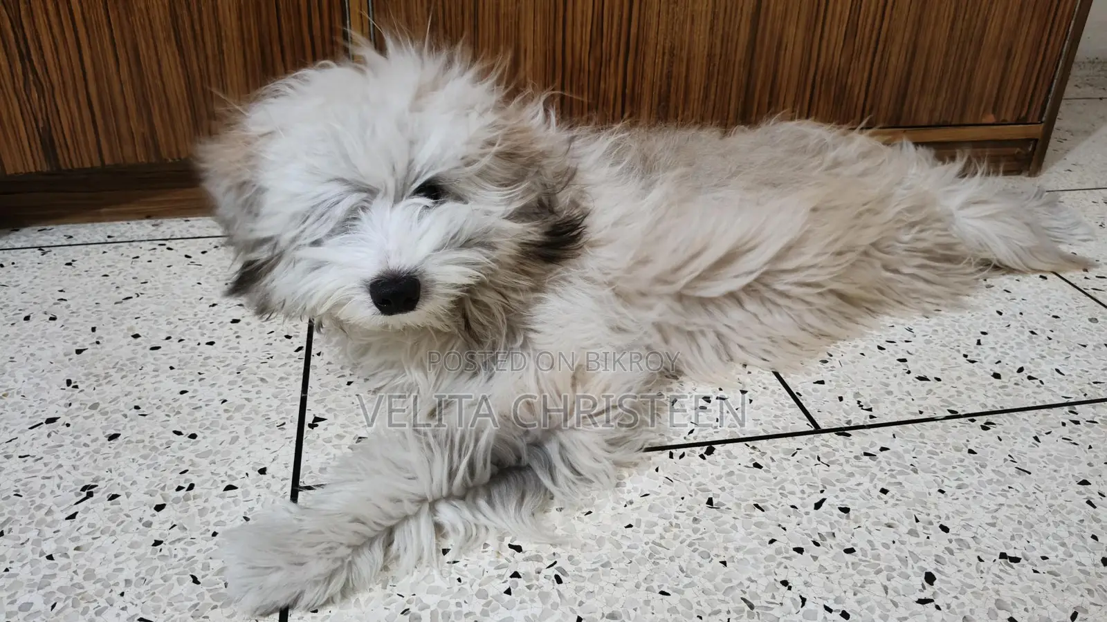 Lhasa Apso Male