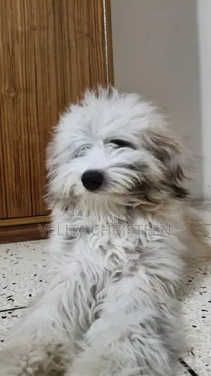 Lhasa Apso Male