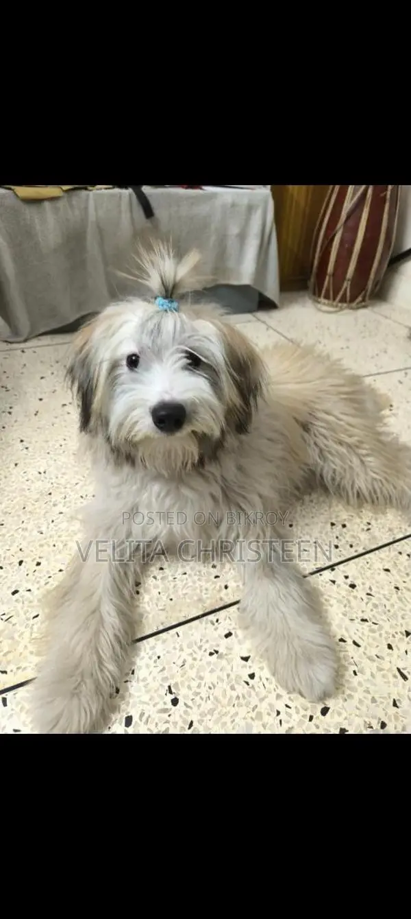 Lhasa Apso Male