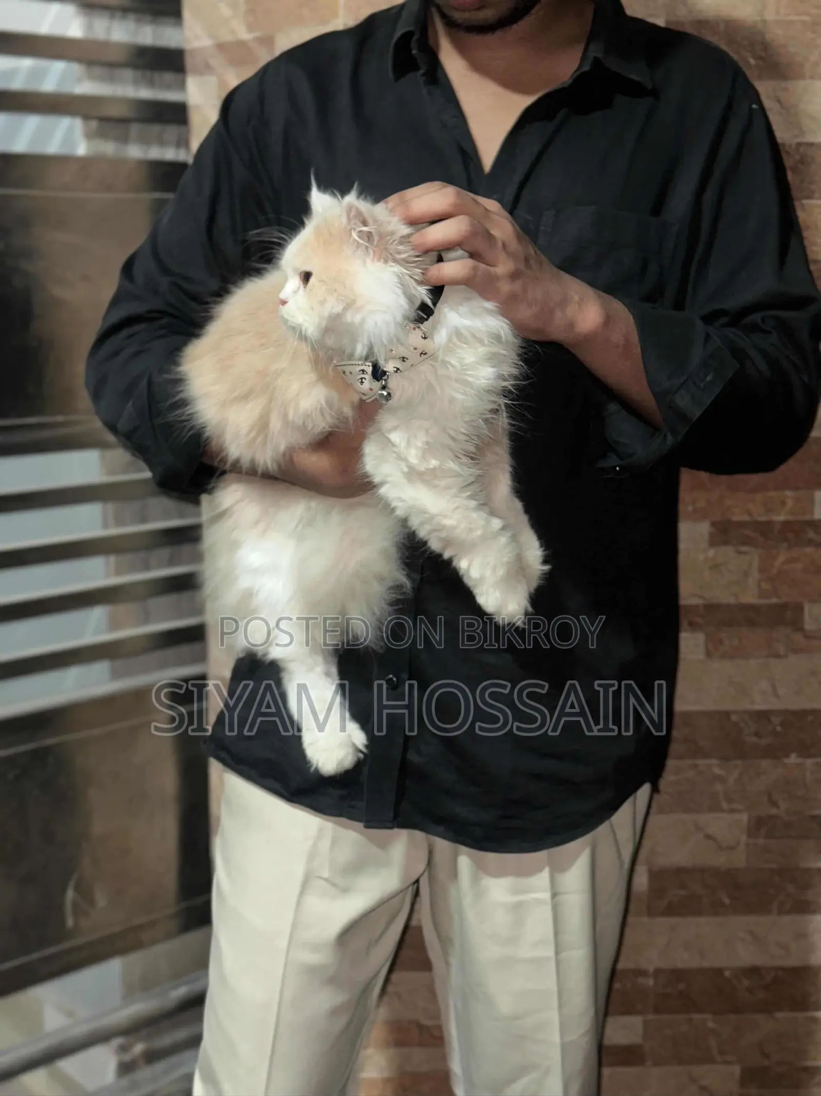 Persian Cat
