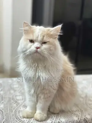 Persian Cat
