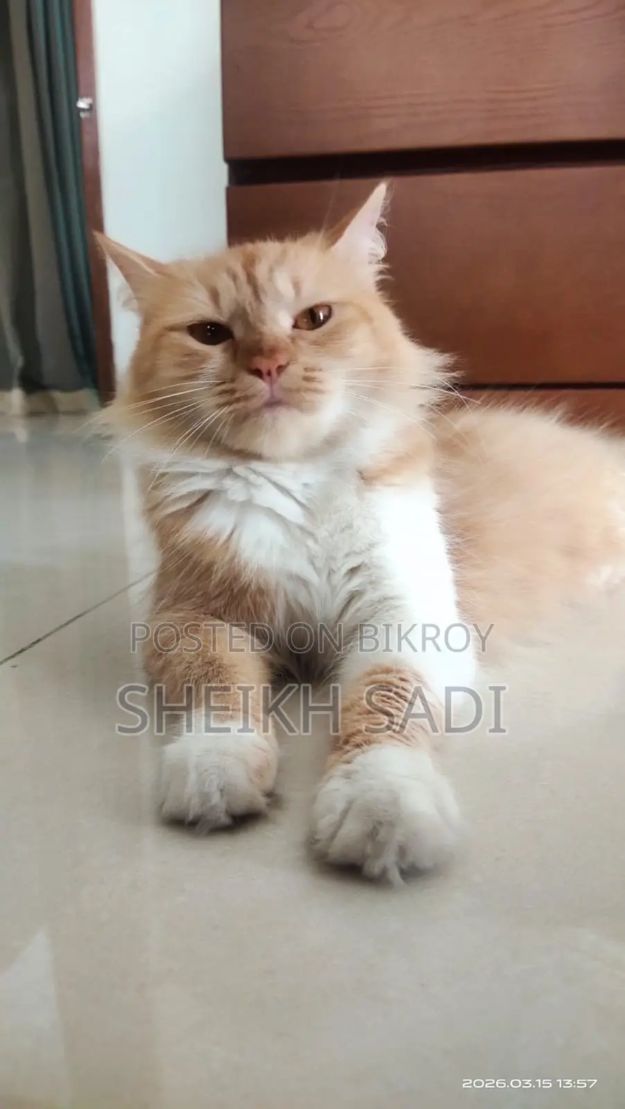 Persian Cat 11 Months