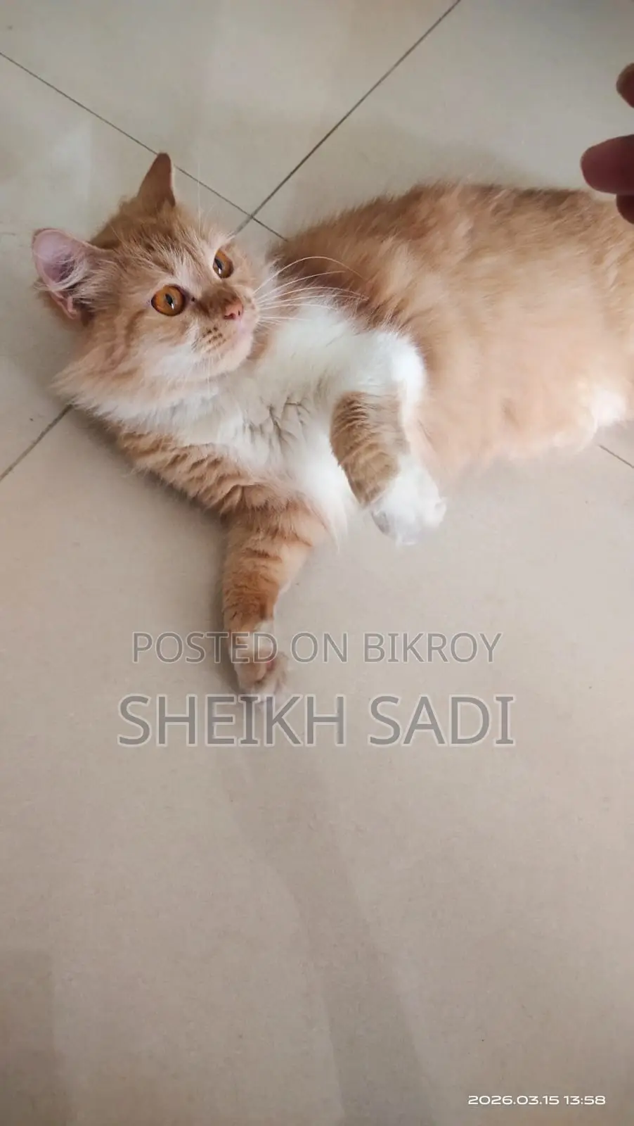 Persian Cat 11 Months
