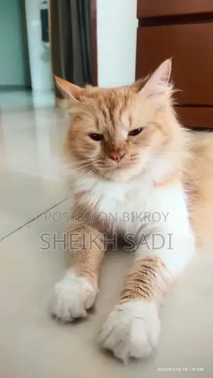Persian Cat 11 Months