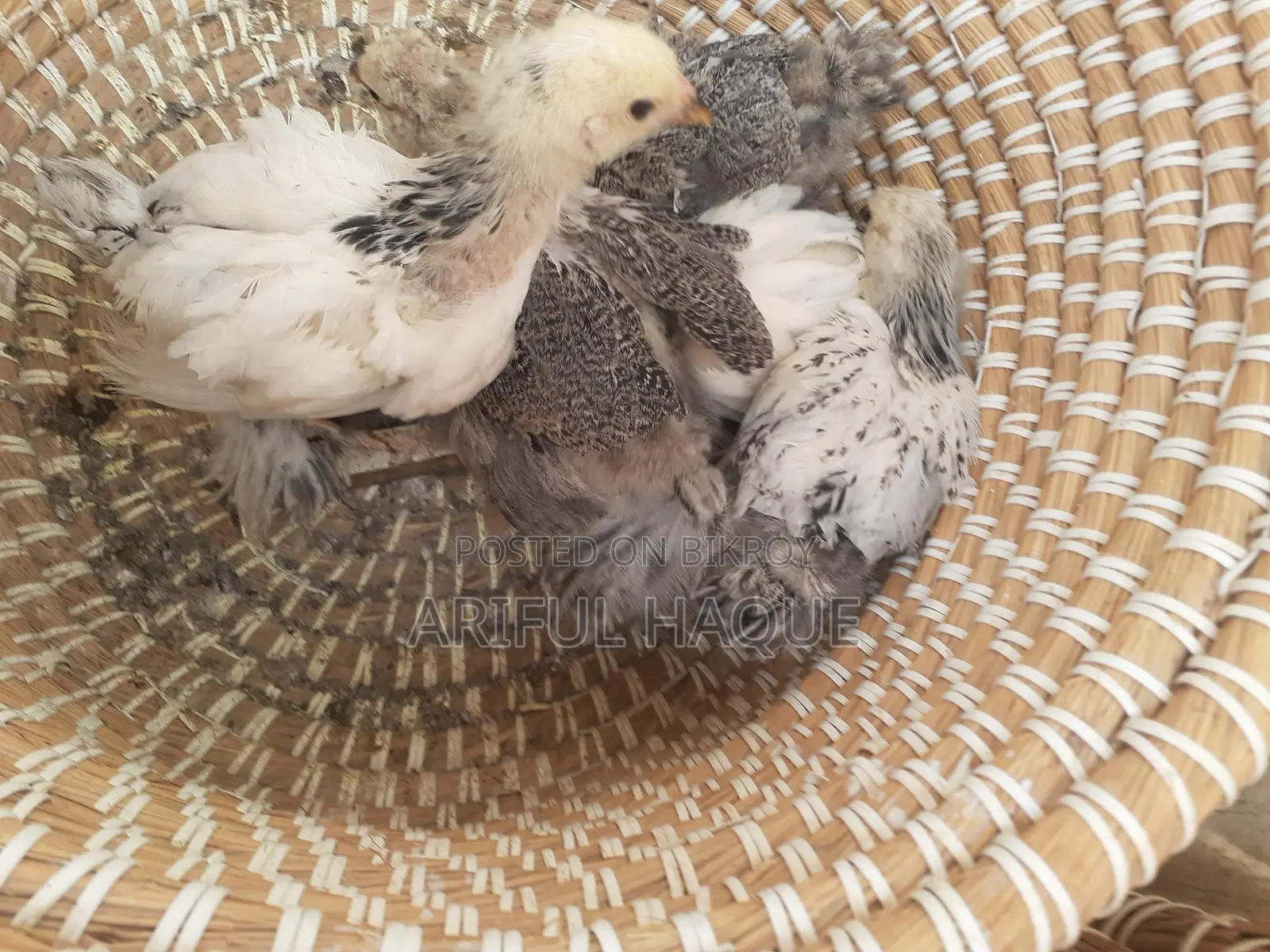 Brahma Chicken Chicks