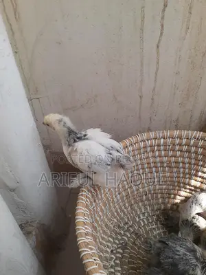 Brahma Chicken Chicks