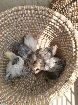 Brahma Chicken Chicks