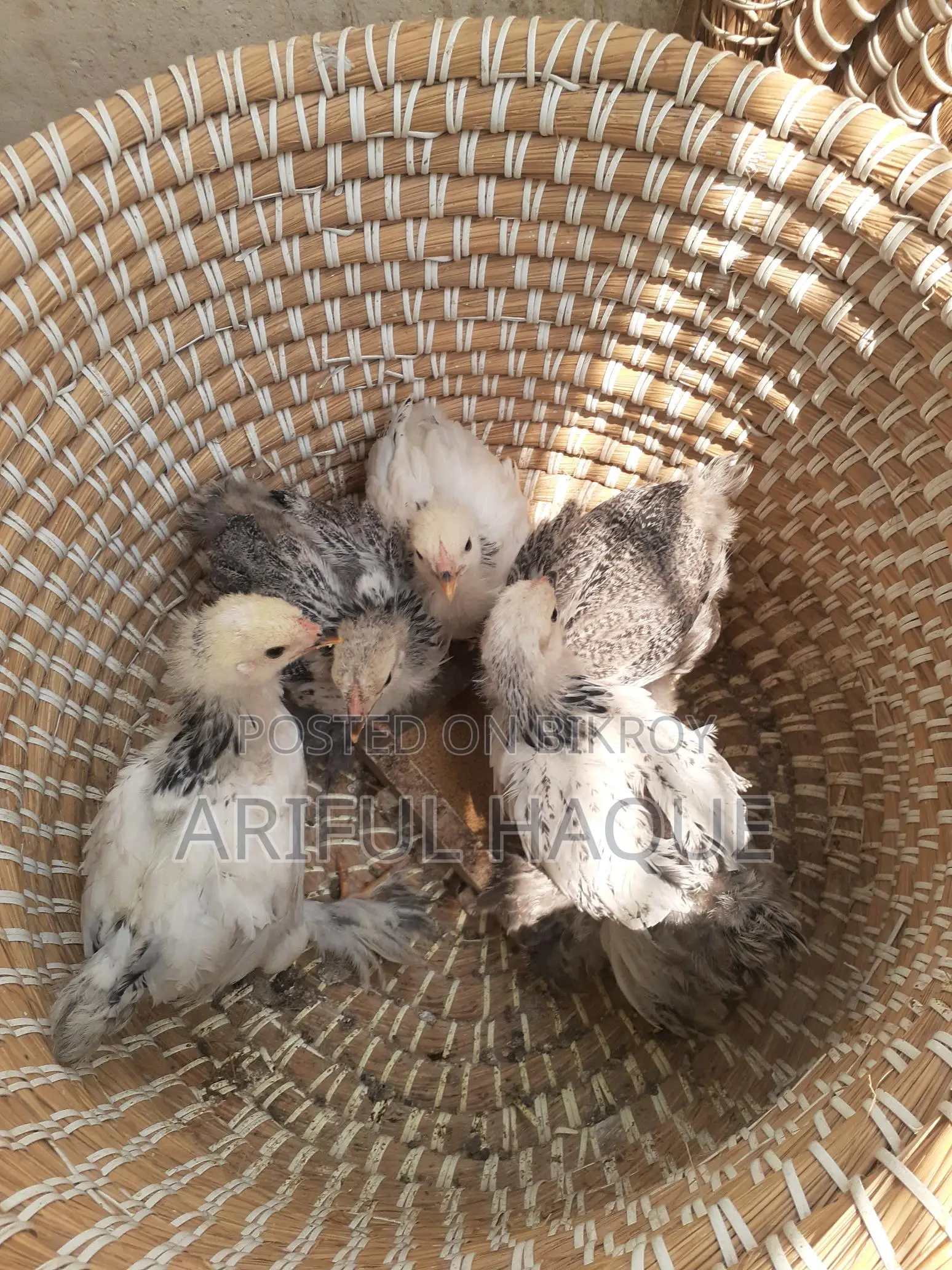 Brahma Chicken Chicks