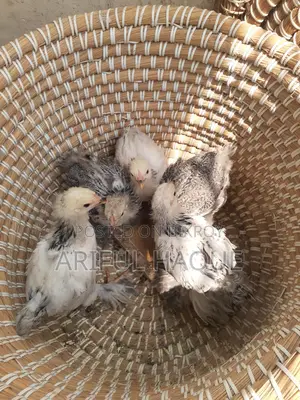 Brahma Chicken Chicks