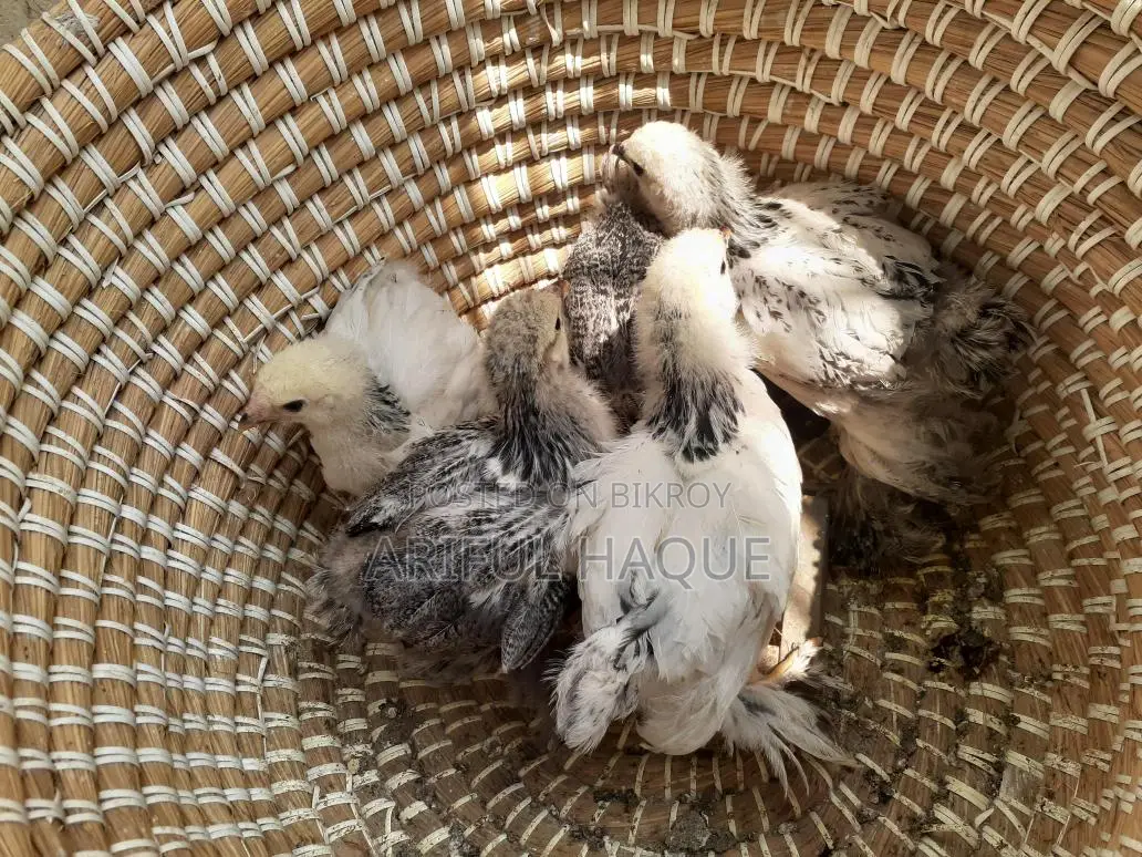 Brahma Chicken Chicks