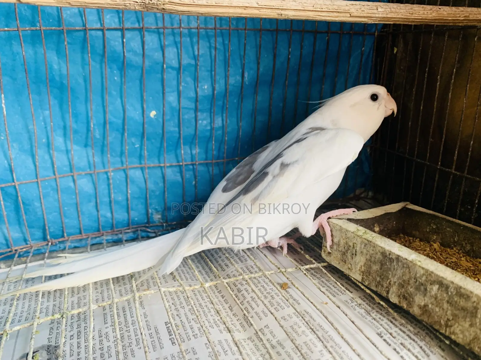 Cockatiel Bird
