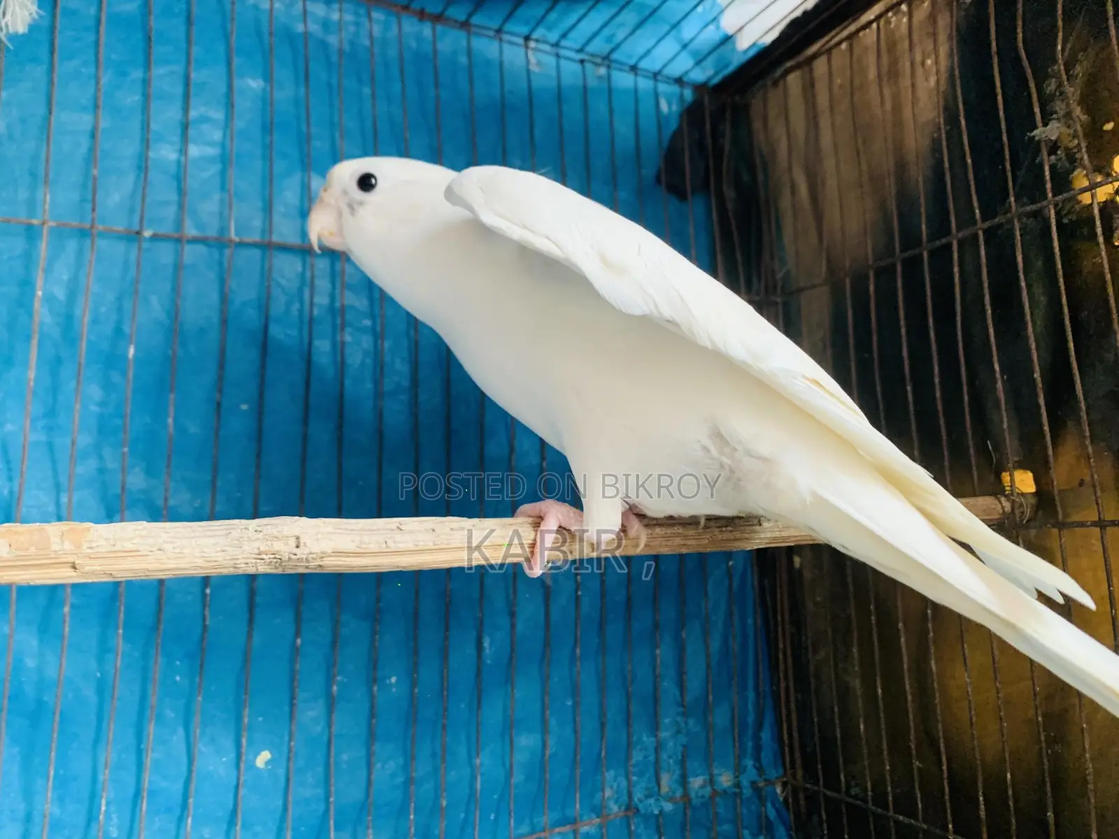 Cockatiel Bird
