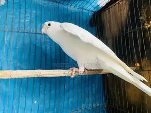 Cockatiel Bird