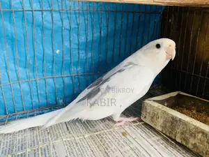 Cockatiel Bird