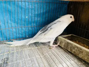 Cockatiel Bird
