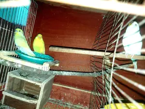 5 pieces Budgerigar, one King Quail, one Diamond Dove
