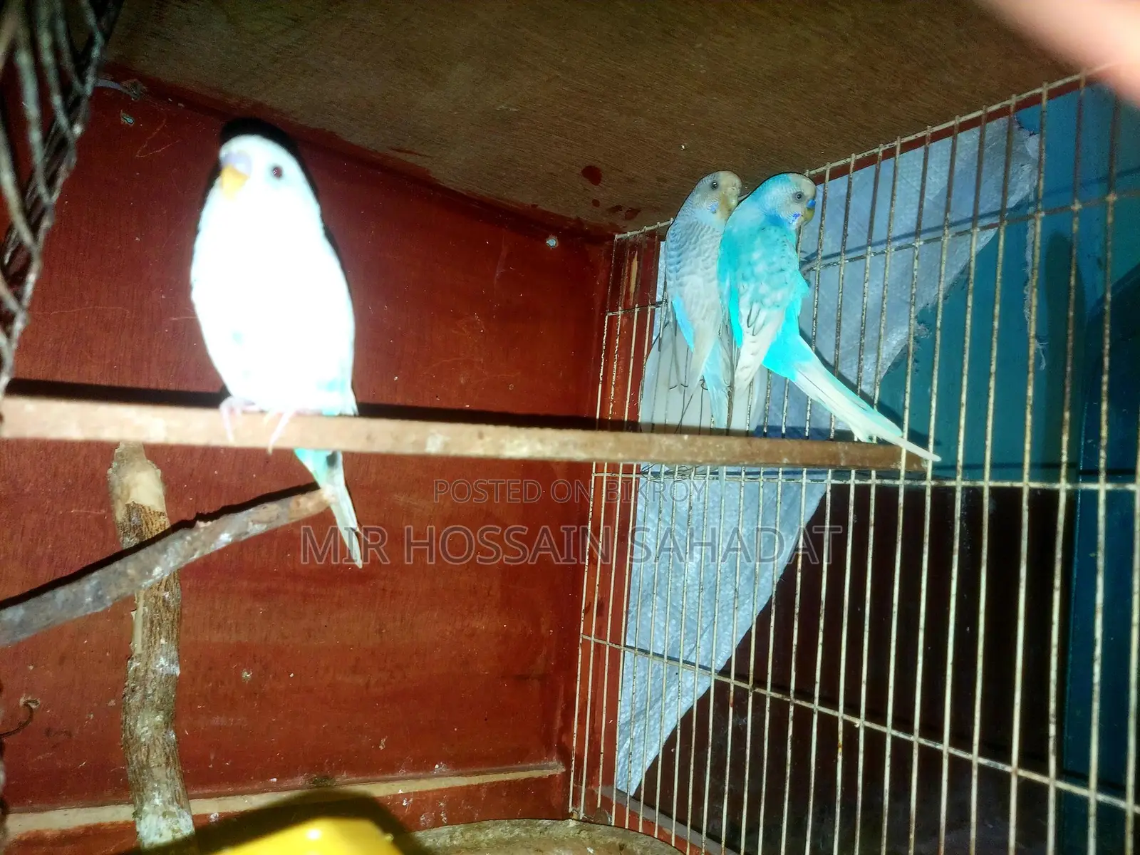5 pieces Budgerigar, one King Quail, one Diamond Dove