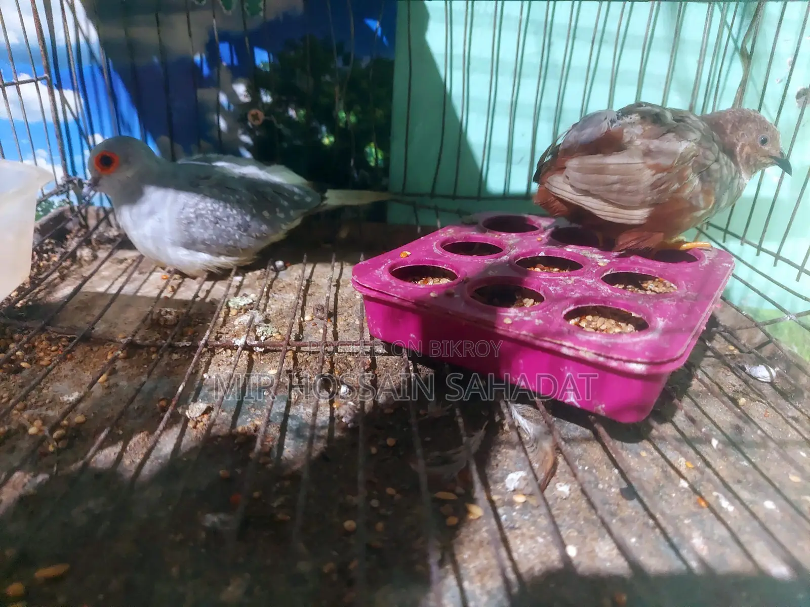 5 pieces Budgerigar, one King Quail, one Diamond Dove