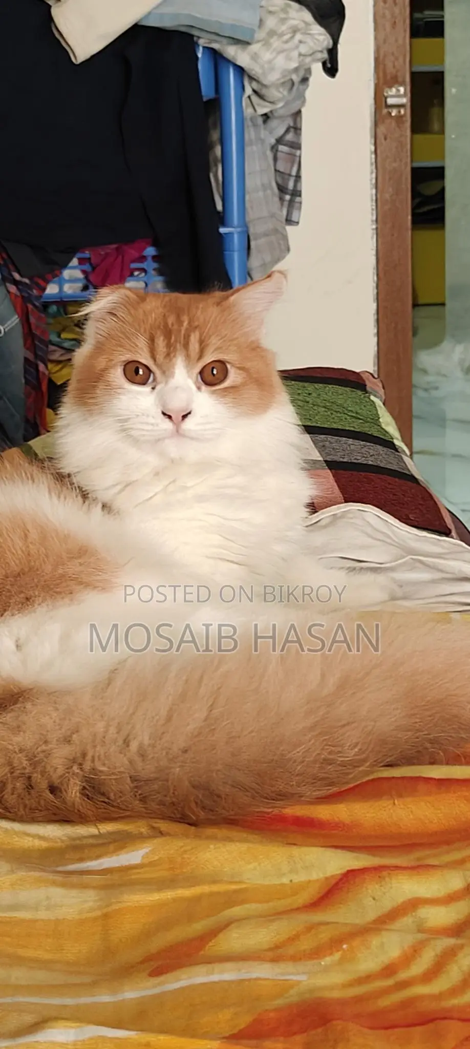 পার্শিয়ান বিড়াল