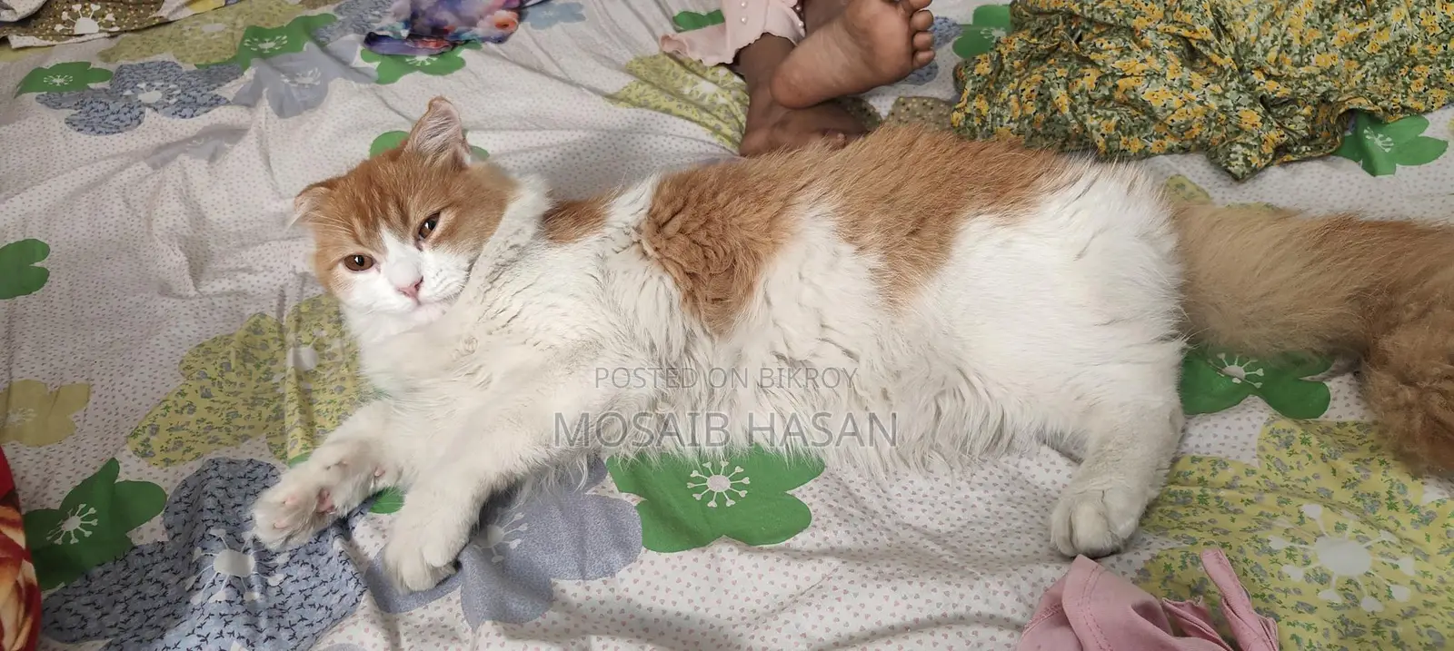 পার্শিয়ান বিড়াল