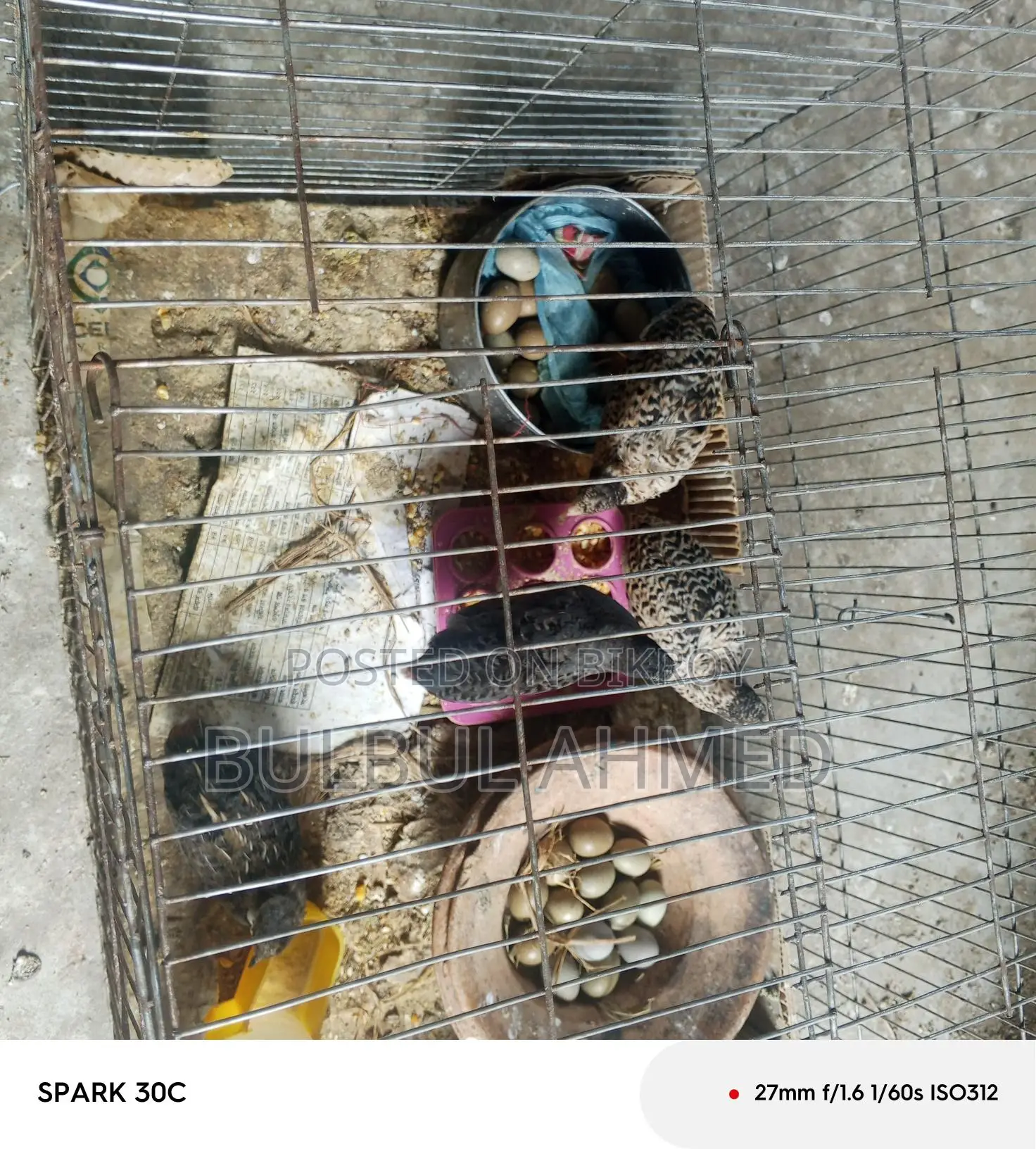 King Quail with Eggs