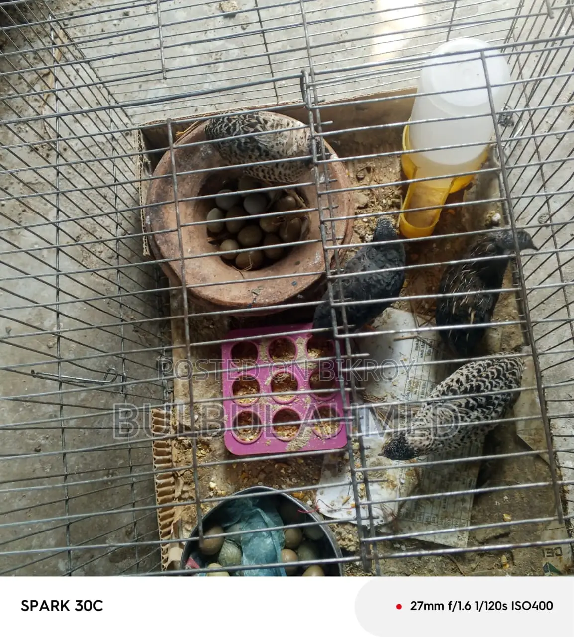 King Quail with Eggs